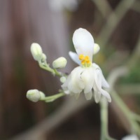 Moringa oleifera Lam.